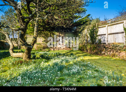 Spring comes early in Devon and the gardens give of their best. Stock Photo