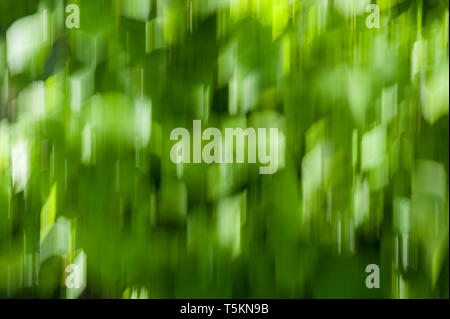 motion blur background, green bokeh background - blurred leaves Stock Photo