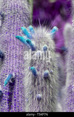 Surrealistic abstract purple cactus with turquoise flowers prickly leaves Stock Photo