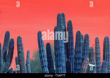 Surrealistic abstract blue glow thorny cactus in arid landscape with red sky Stock Photo