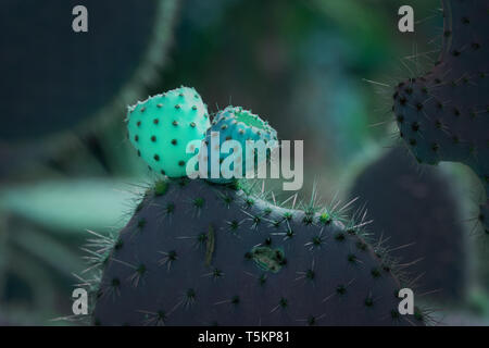Surrealistic abstract glow thorny cactus with spikes and little fruits Stock Photo
