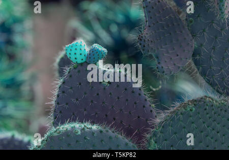 Surrealistic abstract glow thorny cactus with spikes and little fruits Stock Photo
