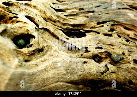 Sea Snails Live in Holes of an Old Tree Trunk Stock Photo