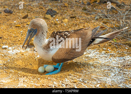 A Blue Footed Booby (Sula Nebouxii) brooding two eggs in its nest by Punta Pitt on San Cristobal island, Galapagos islands national park, Ecuador. Stock Photo