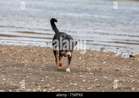 Young appenzeller mountain dog playing at the river Stock Photo
