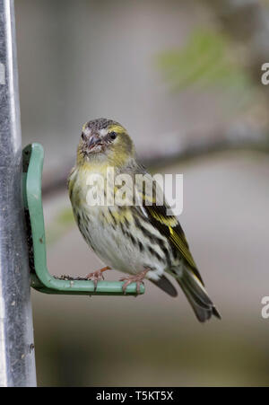 European Siskin ,Carduelis spinus, on a garden feeder, Mid Wales, U.K., April 2019 Stock Photo