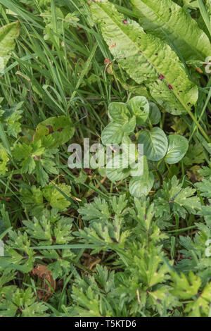 Early spring shoots of Water Mint / Mentha aquatica growing in wet meadow. Leaves become more coarse and downy during summer. Hygrophilous plants. Stock Photo