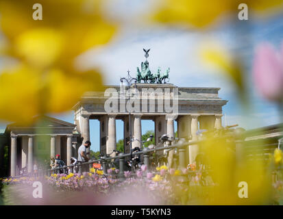 25 April 2019, Berlin: Tulips bloom in springlike weather against the backdrop of the Brandenburg Gate in Berlin. Photo: Ralf Hirschberger/dpa Stock Photo