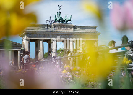 25 April 2019, Berlin: Tulips bloom in springlike weather against the backdrop of the Brandenburg Gate in Berlin. Photo: Ralf Hirschberger/dpa Stock Photo