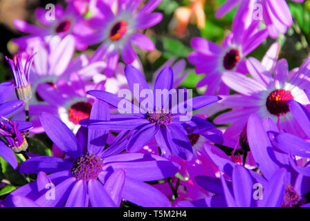 Portland, Dorset. 25th April 2019. 'Senetti' flowers in the sunshine in Portland, ahead of expected storm 'Hannah' on Friday. Credit: stuart fretwell/Alamy Live News Stock Photo