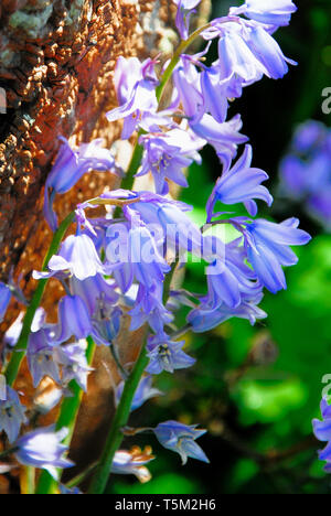 Portland, Dorset. 25th April 2019. Portland bucks the national trend with wall-to-wall sunshine catching the bluebells, ahead of expected storm 'Hannah' on Friday. Credit: stuart fretwell/Alamy Live News Stock Photo