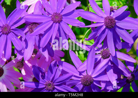 Portland, Dorset. 25th April 2019. 'Senetti' flowers in the sunshine in Portland, ahead of expected storm 'Hannah' on Friday. Credit: stuart fretwell/Alamy Live News Stock Photo