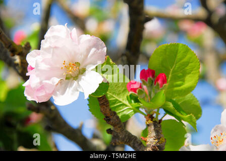 Portland, Dorset. 25th April 2019. Apple blossom in a sunny Portland garden risks being decimated if storm 'Hannah' hits as expected on Friday. Credit: stuart fretwell/Alamy Live News Stock Photo