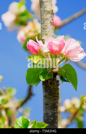 Portland, Dorset. 25th April 2019. Apple blossom in a sunny Portland garden risks being decimated if storm 'Hannah' hits as expected on Friday Credit: stuart fretwell/Alamy Live News Stock Photo