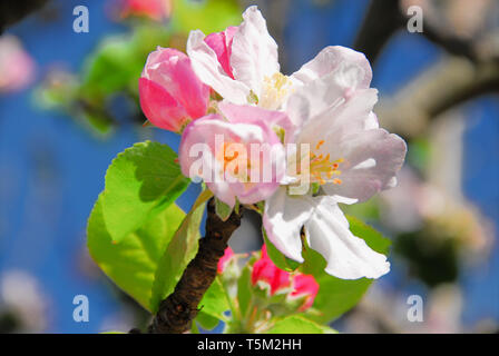 Portland, Dorset. 25th April 2019. Apple blossom in a sunny Portland garden risks being decimated if storm 'Hannah' hits as expected on Friday. Credit: stuart fretwell/Alamy Live News Stock Photo