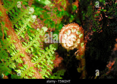 Portland, Dorset. 25th April 2019. A fiddlebank fern prepares to unfurl in the Portland sunshine, ahead of expected storm 'Hannah' on Friday. Credit: stuart fretwell/Alamy Live News Stock Photo