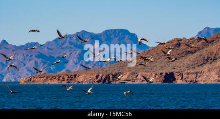 Flock of brown pelicans (pelecanus occidentalis) in flight overt water in front of mountains. Baja California, Mexico. Stock Photo