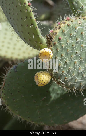 Thorny cactus with little yellow and green fruits Stock Photo
