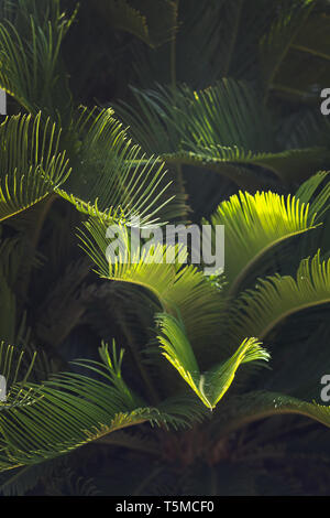 Closeup leaves Mallorca endemic fan palm Chamaerops humilis lush leaves in sunshine. Stock Photo