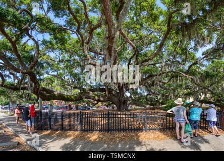 People viewing The Baranoff Oak tree in Baranoff Park reportedly the oldest living Live Oak tree in Pinellas County in Safety Harbor Florida Stock Photo