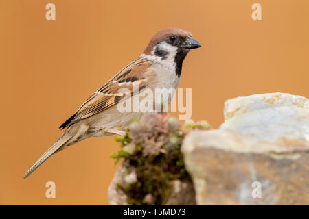 Tree Sparrow (Passer montanus), perched on a rock Stock Photo