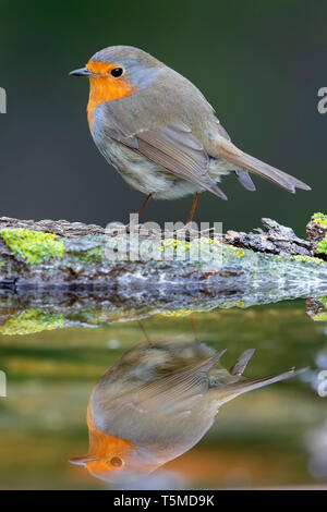 European Robin (Erithacus rubecula), adult standing on the edge of a pond Stock Photo