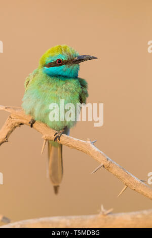 Green Bee-eater (Merops orientalis cyanophrys), adult perched on a branch Stock Photo