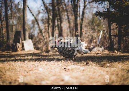 barred rock hen in grass in spring free ranging Stock Photo