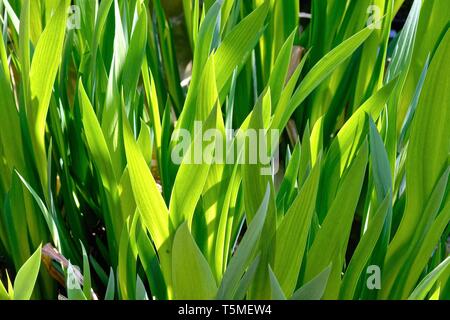 Close up of thick green leaves of water iris in strong sunlight Stock Photo