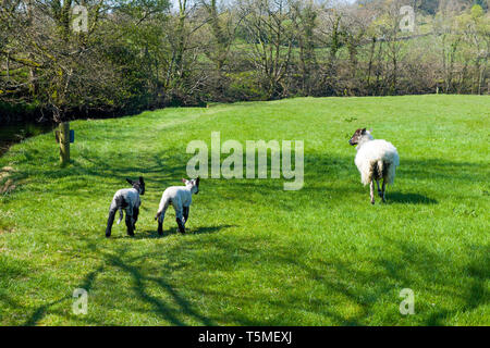 Mother ewe and her two lambs in the Lake District Cumbria on a sunny Spring day in a field. The lambs are catching up with the ewe. Stock Photo