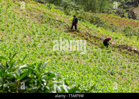 Two farmers planting corn on hillside in SaPa, Vietnam, Asia Stock Photo