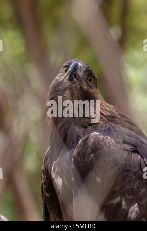 Steppe Eagle (Aquila nipalensis) view through a diamond fence looking to the sky showing off its sharp beak and yellow eyes in the Al Ain Zoo, UAE. Stock Photo
