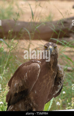 Steppe Eagle (Aquila nipalensis) standing on the ground showing off its sharp beak and yellow eyes in the Al Ain Zoo, UAE. Stock Photo