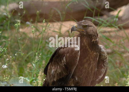 Steppe Eagle (Aquila nipalensis) standing on the ground showing off its sharp beak and yellow eyes in the Al Ain Zoo, UAE. Stock Photo
