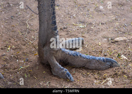 Detail of foot emu Stock Photo: 97933080 - Alamy