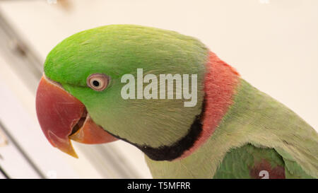 Close-up of a  rose-ringed parakeet (Psittacula krameri) with green feathers and pink ring around neck and red beak. Stock Photo