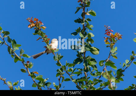 A Graceful Prinia perches on a tree with red flowers in the background in Muscat, Oman (Prinia gracilis). Stock Photo