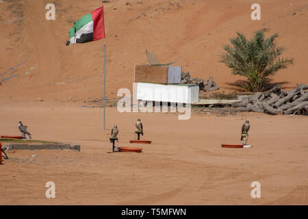 Four falcons stand at their training post with a UAE Flag in the background in the sandy desert of Ras al Khaimah. Stock Photo