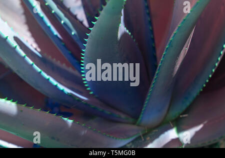 Abstract succulent agave and aloe vera plants closeup macro in surrealistic color scheme blue pink blue turquoise. Stock Photo