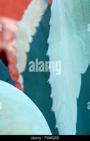 Abstract succulent agave and aloe vera plants macro in surrealistic color scheme turquoise, orange, blue Stock Photo