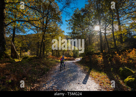 mountain biking north Wales woodland Stock Photo