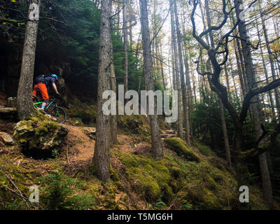 mountain biking north Wales woodland Stock Photo