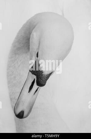 Swan head close up in black and white. Stock Photo