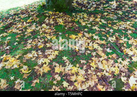 Great concept of autumn, red leaves of platanus fallen on the ground. Stock Photo