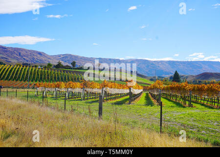 Beautiful neatly lines of vineyard grape trees in autumn time with yellow orange red leaves blue sunny sky symmetric rows in fruit orchard Otago Stock Photo