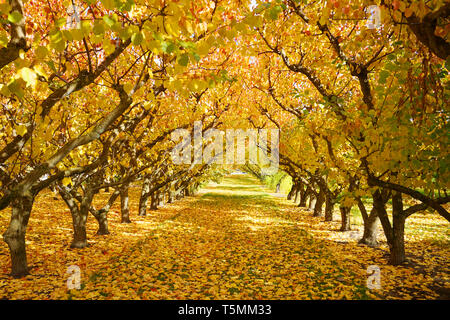 Amazing gorgeous yellow orange apple trees orchard changing color leaves during autumn season falling old leaves on green grass ground symmetry rows Stock Photo
