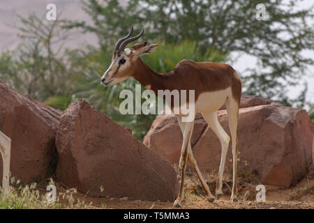 A critically endagered Sahara Africa resident, the Dama or Mhorr Gazelle at the Al Ain Zoo (Nanger dama mhorr) walking next to rocks and grass. Stock Photo