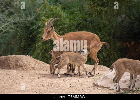 Female Nubian Ibex nurses her two babies in the desert (capra nubiana). Stock Photo