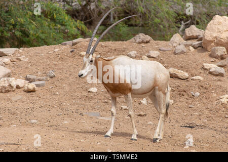 A scimitar oryx or scimitar-horned oryx (Oryx dammah), also known as the Sahara oryx stands in the hot desert sand, a former resident of north africa  Stock Photo