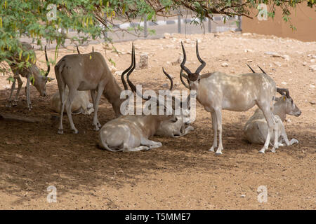 A group or herd of critically endangered Addax (Addax nasomaculatus) also known as the screwhorn or white antelope stops to scratch its head in the de Stock Photo